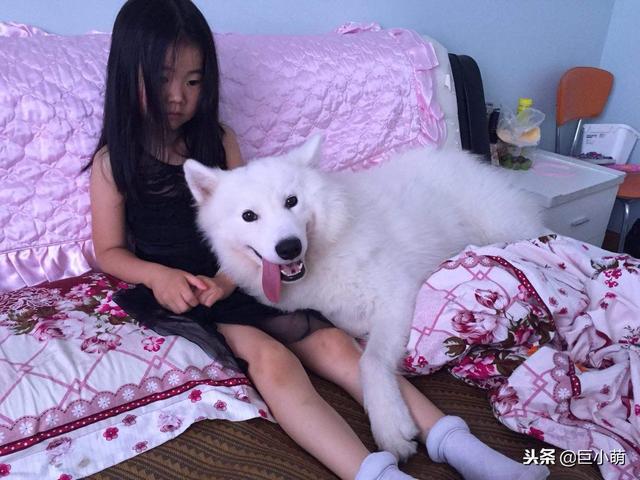 狗狗覺得無聊的7種表現，這是在提醒主人，你是時候理我一下了