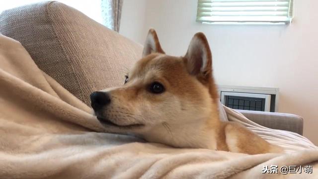 狗狗覺得無聊的7種表現，這是在提醒主人，你是時候理我一下了