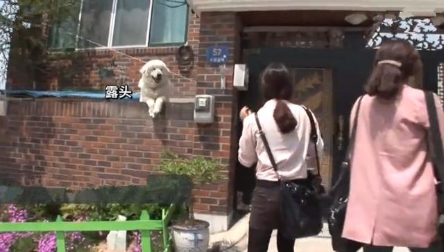 狗狗每日守在牆頭與路人互動，其實只為等待母親，如今終於重逢