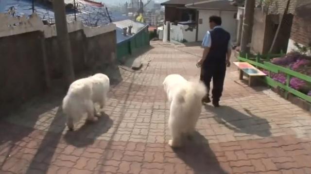 狗狗每日守在牆頭與路人互動，其實只為等待母親，如今終於重逢