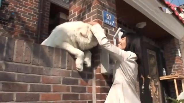 狗狗每日守在牆頭與路人互動，其實只為等待母親，如今終於重逢