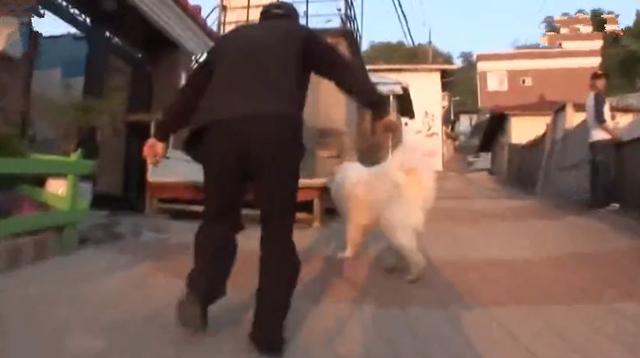 狗狗每日守在牆頭與路人互動，其實只為等待母親，如今終於重逢
