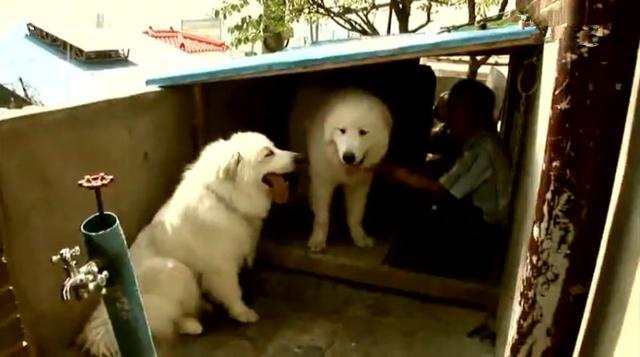 狗狗每日守在牆頭與路人互動，其實只為等待母親，如今終於重逢