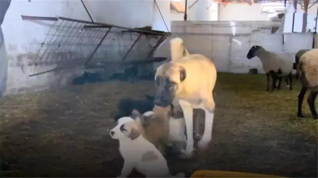 狗狗收養被遺棄羊羔，每日帶在身邊精心照料，當成親生狗寶對待