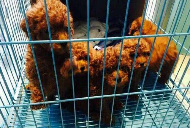 如果你在養狗，那麼勸你別做這6件蠢事，否則會傷害到狗狗
