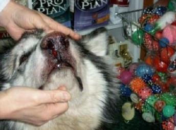 一隻即將被安樂死的阿拉斯加的故事，最後太溫暖了！