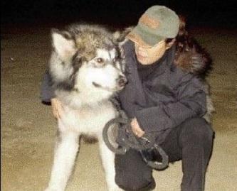 一隻即將被安樂死的阿拉斯加的故事，最後太溫暖了！