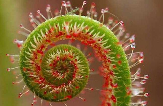 植物界的」異類「比如在土裡開花的長的像外星生物的植物