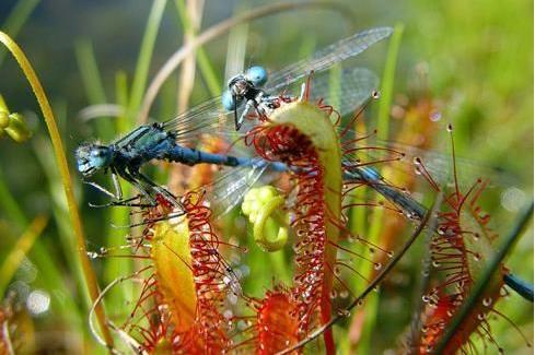 植物界的」異類「比如在土裡開花的長的像外星生物的植物