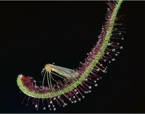 植物界的」異類「比如在土裡開花的長的像外星生物的植物