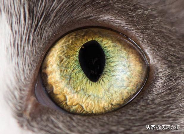 心理測試：哪隻眼睛是小狗的眼睛？測你看人的眼光究竟準不準？