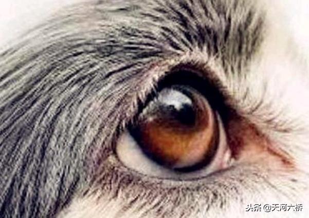 心理測試：哪隻眼睛是小狗的眼睛？測你看人的眼光究竟準不準？