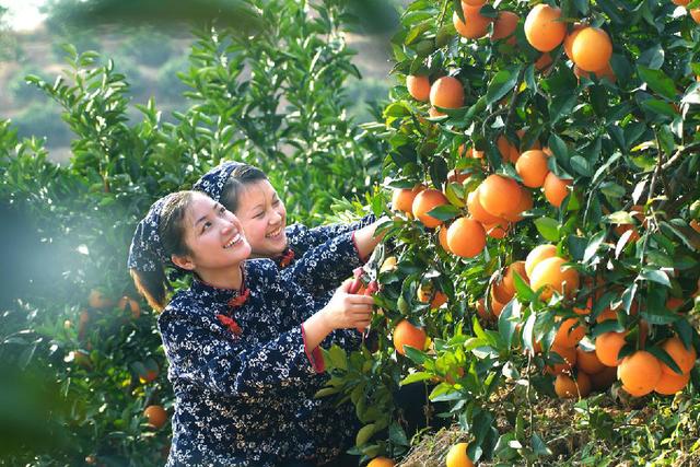 老公進城打工我在家養豬，農閒我去給他送橘子，推開門我如鯁在喉