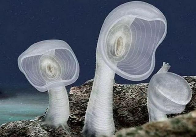 這個星球上最外星的25種動物，絕大多數你都沒見過！