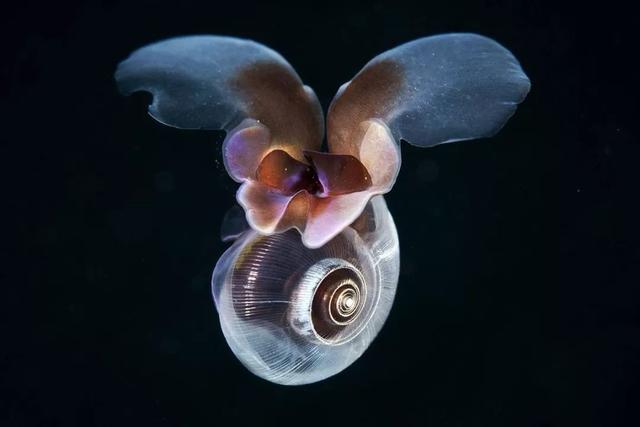 這個星球上最外星的25種動物，絕大多數你都沒見過！