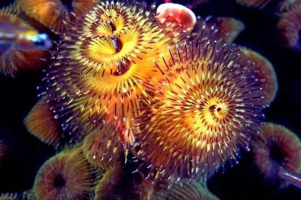 這個星球上最外星的25種動物，絕大多數你都沒見過！