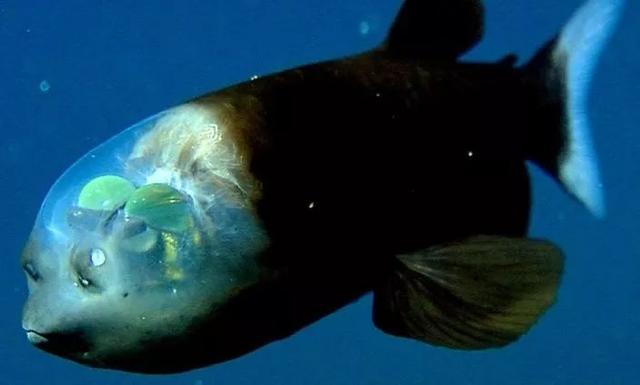 這個星球上最外星的25種動物，絕大多數你都沒見過！