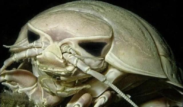 這個星球上最外星的25種動物，絕大多數你都沒見過！