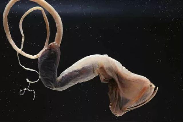 這個星球上最外星的25種動物，絕大多數你都沒見過！