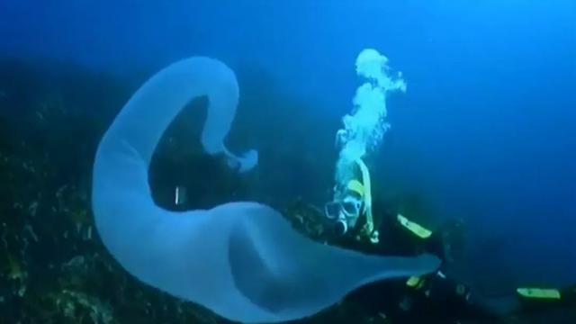 這個星球上最外星的25種動物，絕大多數你都沒見過！