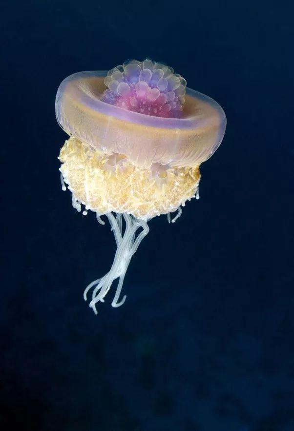 這個星球上最外星的25種動物，絕大多數你都沒見過！
