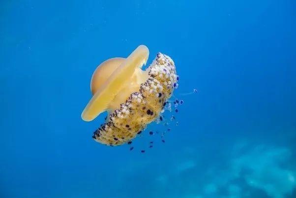 這個星球上最外星的25種動物，絕大多數你都沒見過！