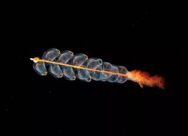 這個星球上最外星的25種動物，絕大多數你都沒見過！