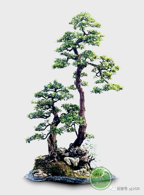 一盆鴛鴦樹，情深度百年 