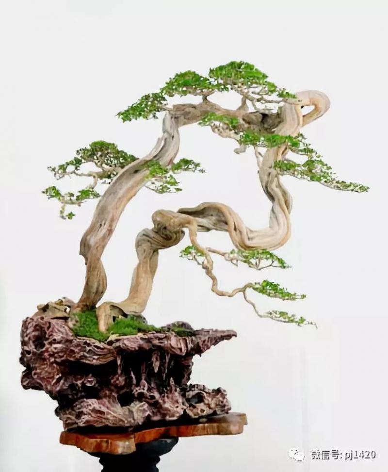 一盆鴛鴦樹，情深度百年 