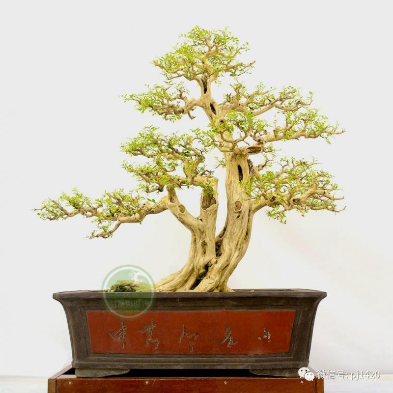 一盆鴛鴦樹，情深度百年 