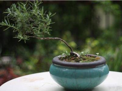 比茉莉花還香的「9種花卉」，種在陽台，滿屋子都飄香，還有藥用價值呢！ 