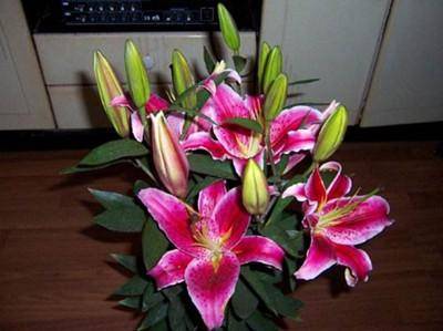 比茉莉花還香的「9種花卉」，種在陽台，滿屋子都飄香，還有藥用價值呢！ 