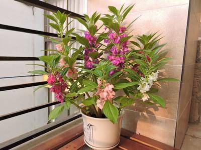 比茉莉花還香的「9種花卉」，種在陽台，滿屋子都飄香，還有藥用價值呢！ 