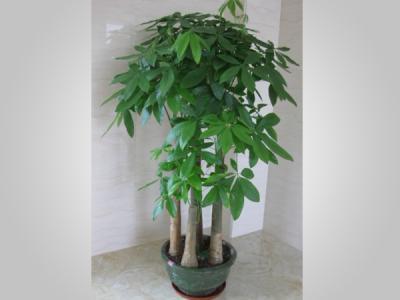 這幾種自己養的花，最好不要亂送，小心把自己的福氣送沒了！