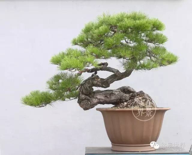 學會拐彎是一種大智慧 