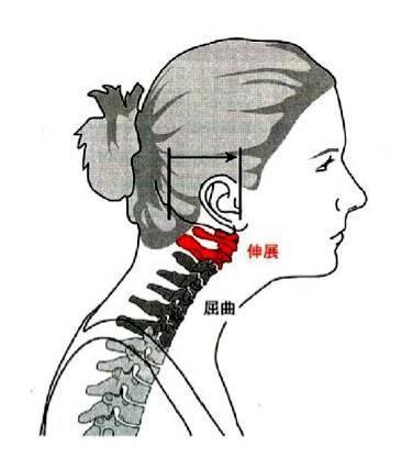 百病皆由脊柱生，一個【簡單動作】打通奇經八脈，預防多種疾病 