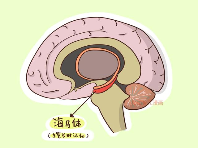 讓孩子堅持運動，他們的大腦會發生驚人的變化！