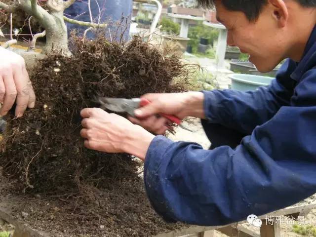 盆景得以珍藏流傳百年的秘密……換盆換土技巧幾分鐘學會 