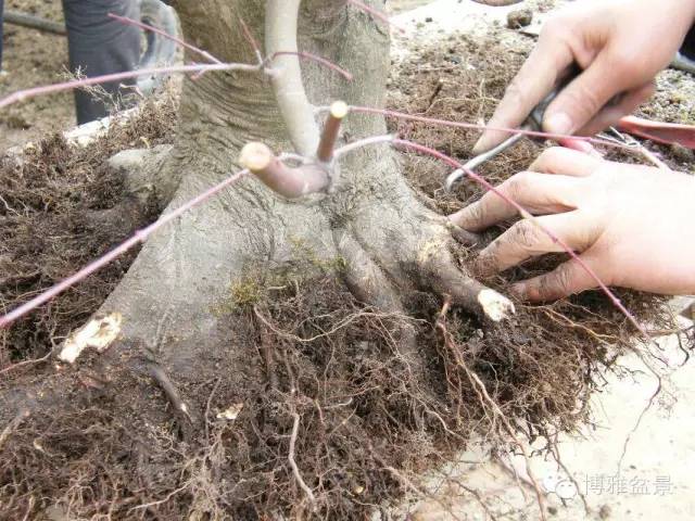 盆景得以珍藏流傳百年的秘密……換盆換土技巧幾分鐘學會 