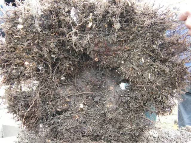 盆景得以珍藏流傳百年的秘密……換盆換土技巧幾分鐘學會 