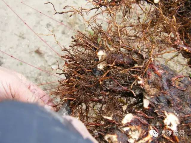 盆景得以珍藏流傳百年的秘密……換盆換土技巧幾分鐘學會 