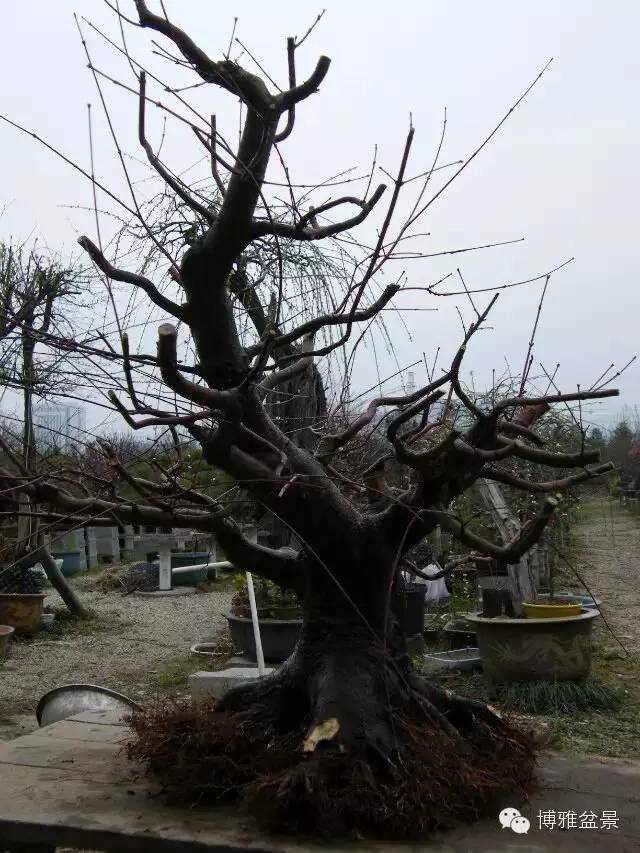 盆景得以珍藏流傳百年的秘密……換盆換土技巧幾分鐘學會 