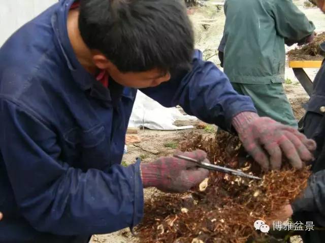 盆景得以珍藏流傳百年的秘密……換盆換土技巧幾分鐘學會 
