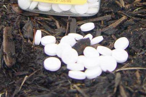 這2種「藥片」，碾碎與水兌1兌，比生根粉更厲害，養啥「旺」啥！