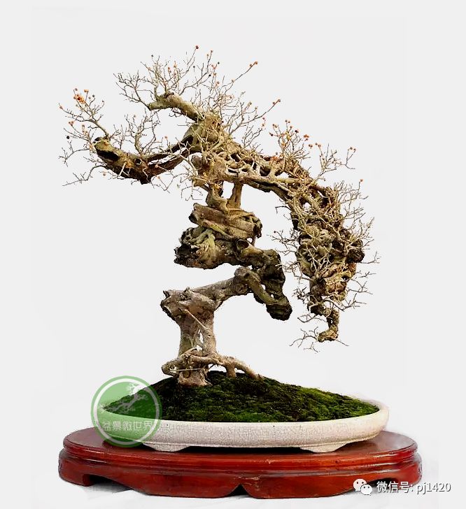 醜樹樁也能成美景！ 