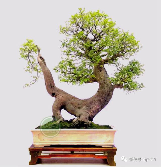 醜樹樁也能成美景！ 