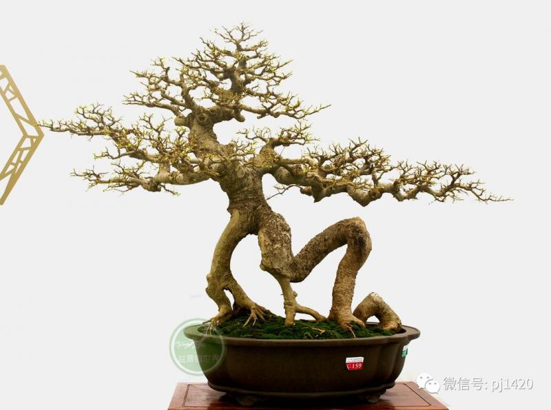 醜樹樁也能成美景！ 