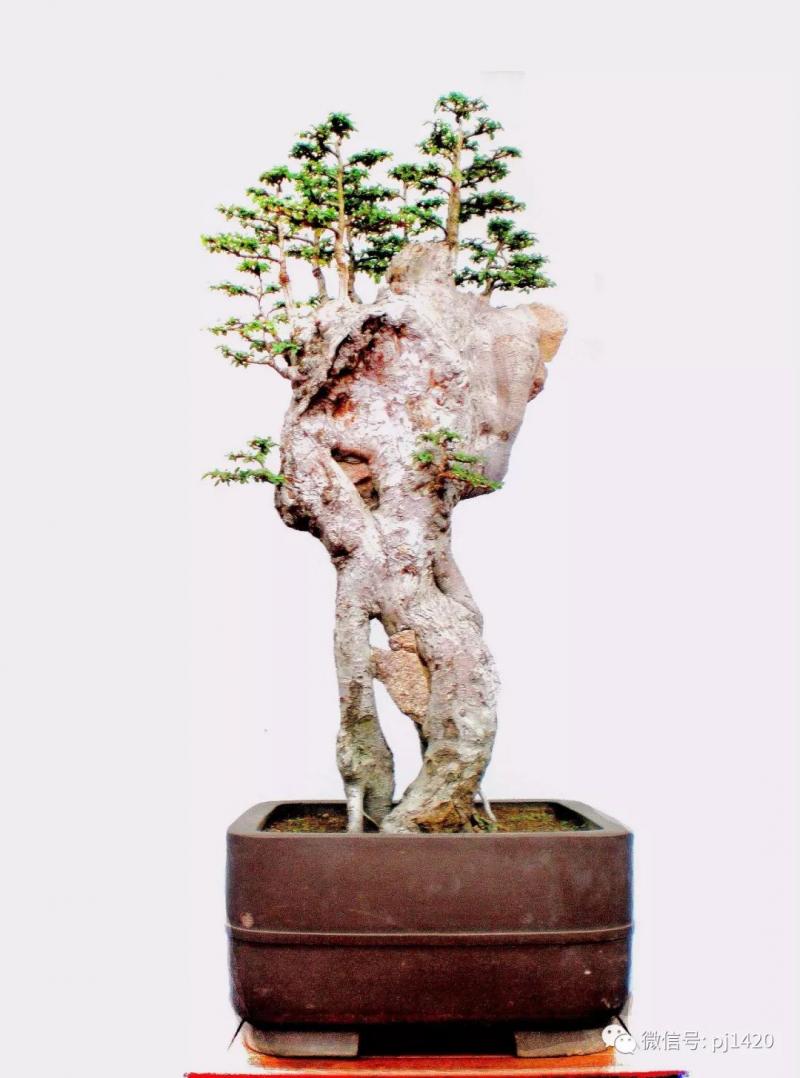 醜樹樁也能成美景！ 