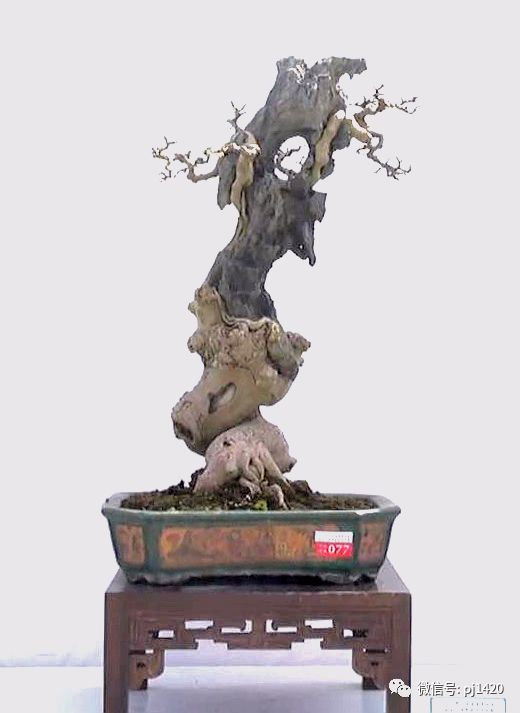 醜樹樁也能成美景！ 