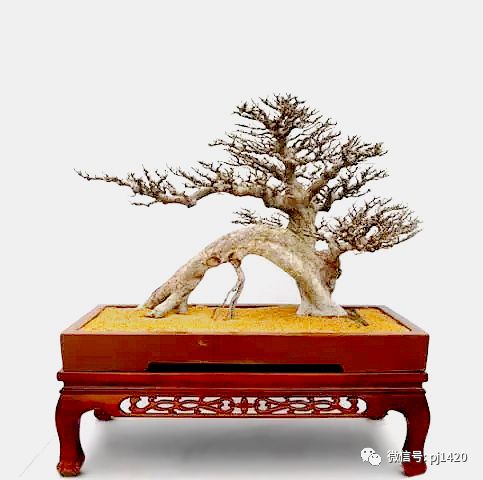 醜樹樁也能成美景！ 